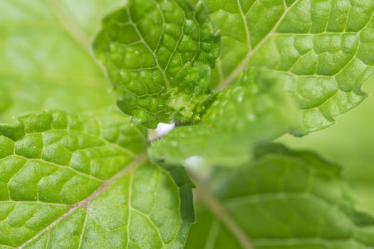 A close up of a green leaf with a white background photo
