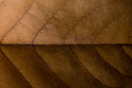 A close up of a leaf with a pattern photo