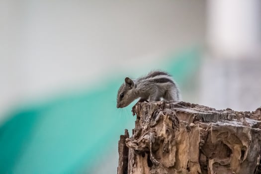 gray rodent on brown wood photo