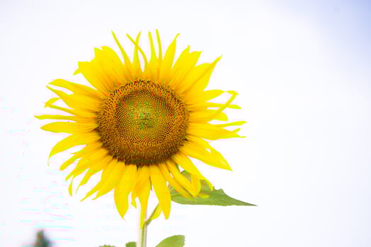 Photo beautiful sunflowers in the field natural background,