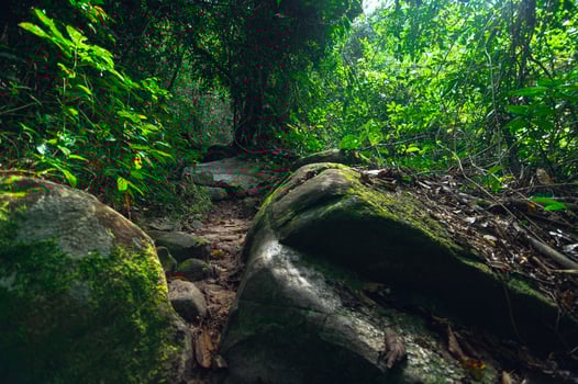 A trail in the jungle photo