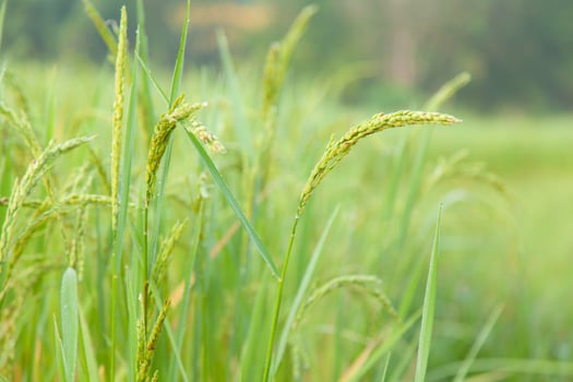 Rice field in the morning photo