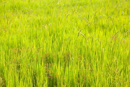 A field of green grass with tall grass photo