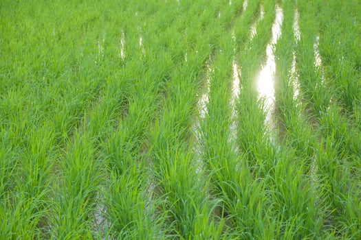 A field of green rice with the sun shining through photo