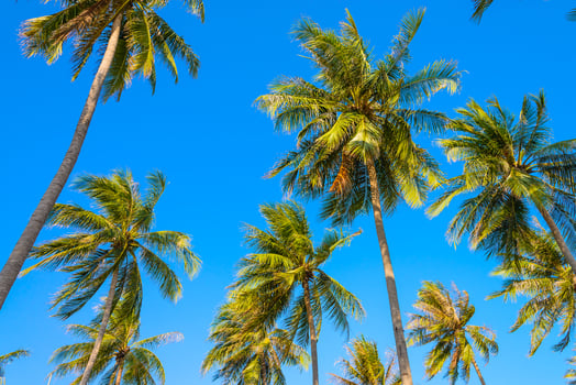 Palm trees against a blue sky photo