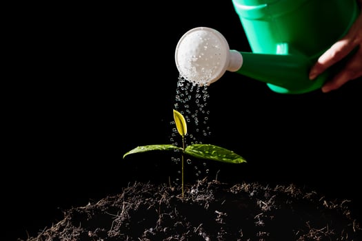 Farmers are watering seedlings. photo