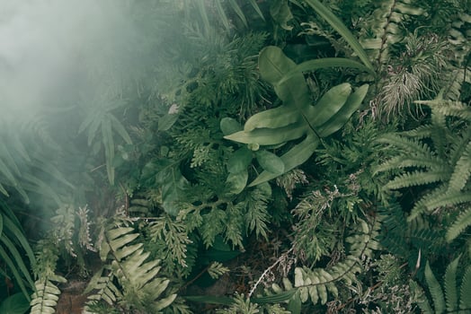 Vertical garden with tropical green leaf with fog and rain, Dark tone photo
