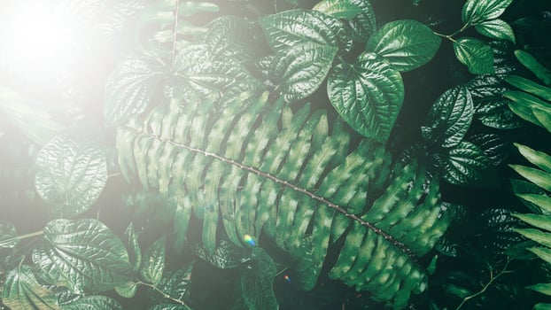 Vertical garden with tropical green leaf, Dark tone with sun light. photo