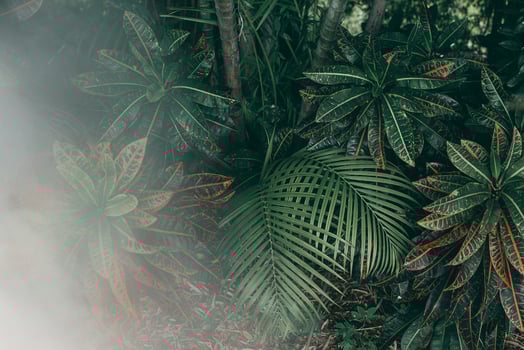 Vertical garden with tropical green leaf with fog and rain, Dark tone photo