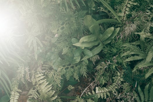Vertical garden with tropical green leaf, Dark tone with sunrise. photo