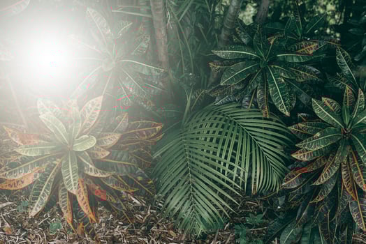 Vertical garden with tropical green leaf, Dark tone with sunrise. photo