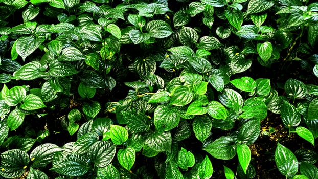 tropical green leaf photo