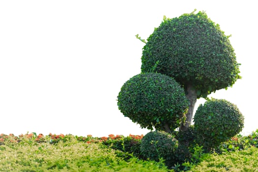Bonsai trees on isolated white background. photo