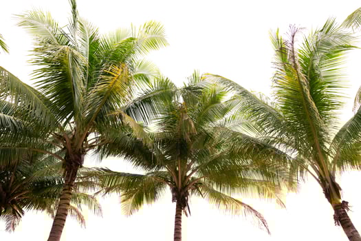 Green tropical palm leaf Tropical fresh coconut palm leaves frame isolated on white background Summer holiday background concept photo