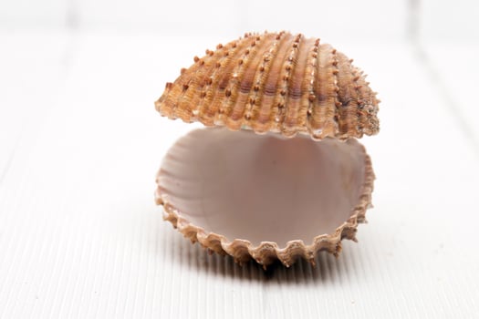 clam shell isolated photo