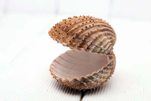 clam shell isolated photo