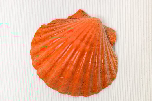 Seashell on white photo
