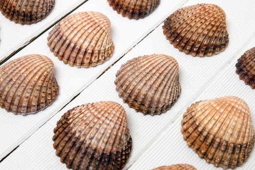 several clam shells isolated photo