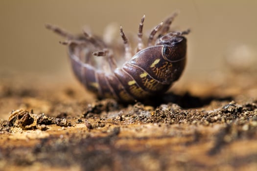 pill bug close up photo