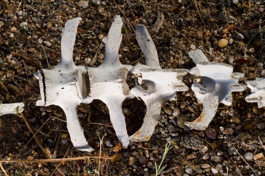 back bones of sheep photo