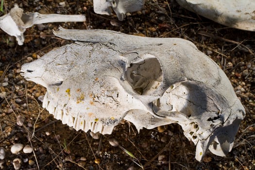 sheep skull on the nature photo