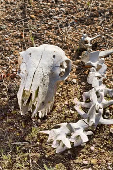sheep skull on the nature photo