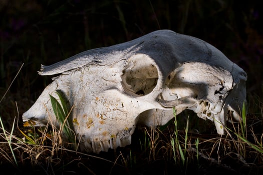 sheep skull on the nature photo