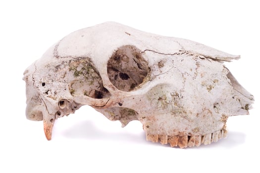 sheep skull close up photo
