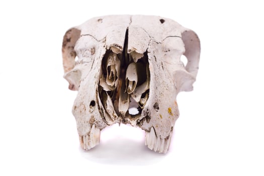 sheep skull close up photo