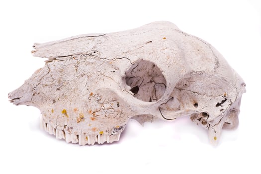 sheep skull close up photo