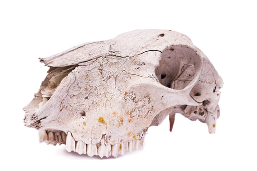 sheep skull close up photo