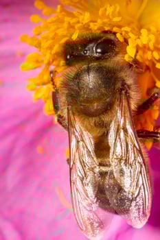 honey bee pollinator photo
