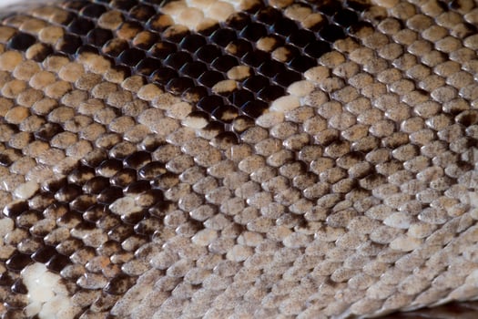 boa constrictor skin photo