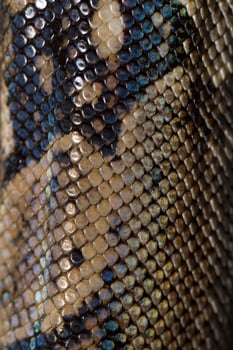 boa constrictor skin photo