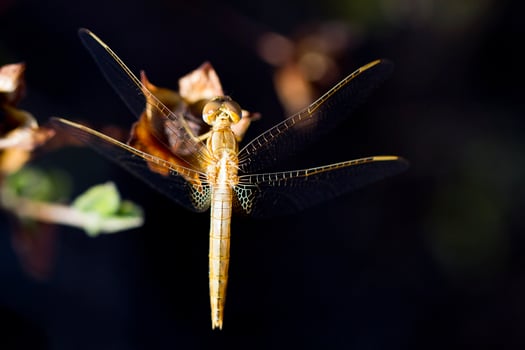 Red veined Darter photo