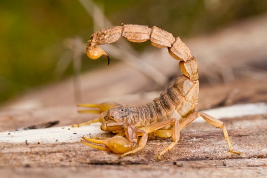 buthus scorpion close up photo
