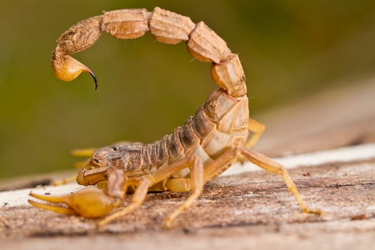 buthus scorpion close up photo