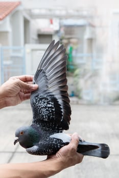 hand holding homing pigeon wing photo