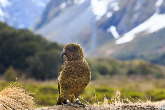 kea bird in alpine forest south land new zealand photo