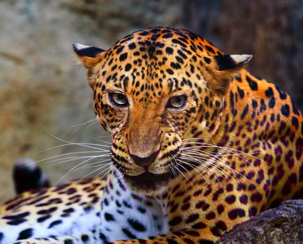 close up face of angry leopard photo