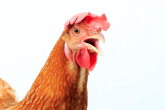 close up of brown chicken head isolate white background photo