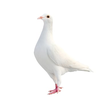 white feather of homing pigeon bird isolated white background photo