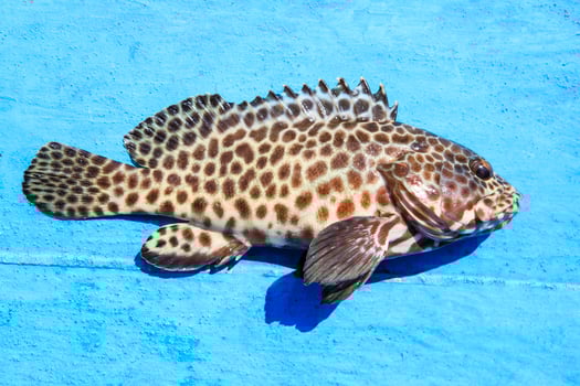 close up full body of grouper fish on blue wooden floor photo
