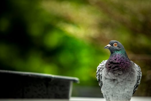 close up homing pigeon bathing in green park photo