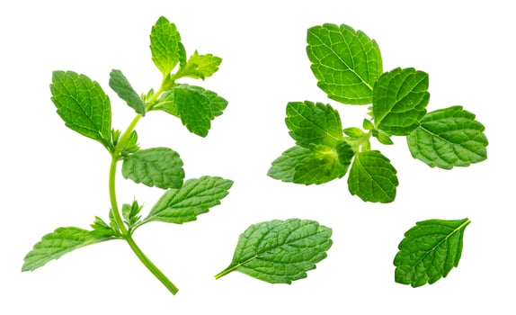 Melissa collection, lemon balm leaves isolated on white background photo
