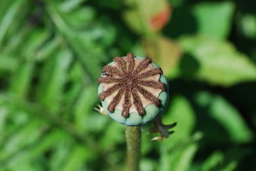 poppy top view photo