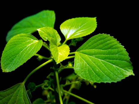 Vivid green leaves of Indian acalypha copperleaf in black background photo