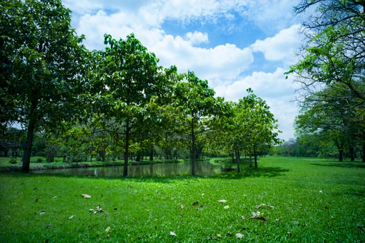 beautiful green grass at park photo