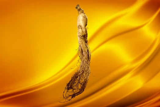 premium korean ginseng photo