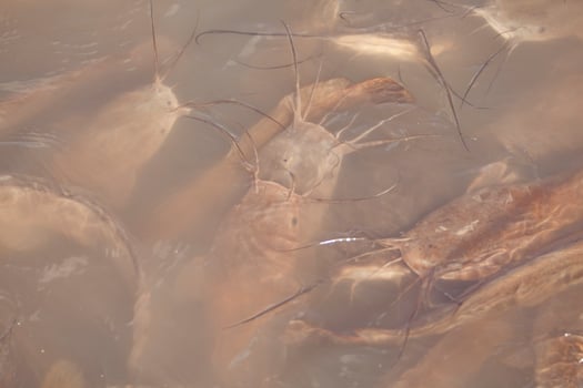 Catfish swims in a lake and swamp in Israel photo